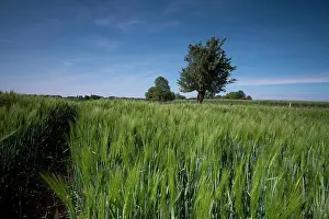 Belleau: Fields of Battle - Belleau Wood