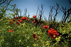 Suvla: Fields of Battle - Gallipoli