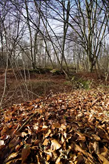 Thiescourt: Fields of Battle - Oise