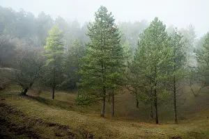 Mined: Fields of Battle - St. Mihiel