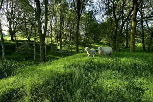 Artificially: Fields of Battle - Ypres