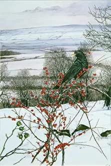 Snowscene: Fields around Leyburn Shawl