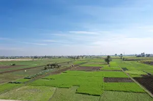 Fertile: Fields, Luxor, Egypt