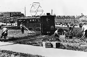 Potatoes: Fields in Rotterdam during the Second World War, 1943
