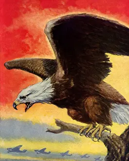 Icons: Fierce Eagle and Planes