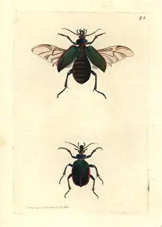 Leach: Fiery searcher beetle, Calosoma scrutator