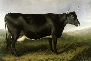 Fife: The Fife Cow