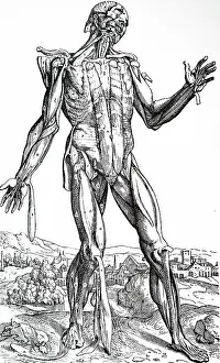 Andreas: Fifth Plate of the Muscles. From Andreas Vesalius