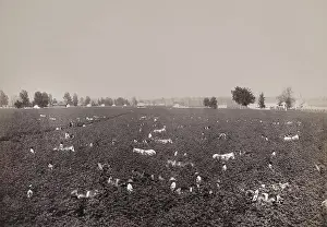 Monoculture: Fifty African American men guide mule pulled cultivators