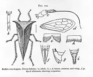 Free Living: Fig 100. Ceresa bubalus, buffalo tree-hopper