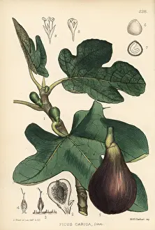 Carica: Fig, Ficus carica
