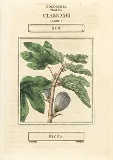 Carica: Fig, Ficus carica