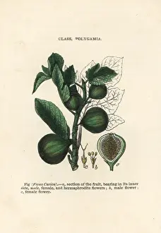 Carica: Fig, Ficus carica