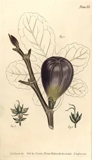 Carica: Fig, Ficus carica