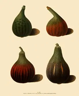 Figs: Fig, Ficus carica