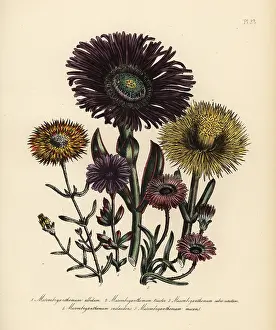 Humphreys: Fig marigold species