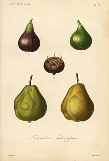 Potager: Fig, medlar and quince