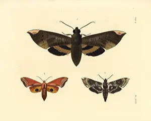 Westwood: Fig sphinx, huckleberry sphinx and pawpaw sphinx moths