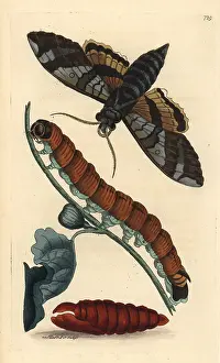 Ficus: Fig sphinx moth, Pachylia ficus