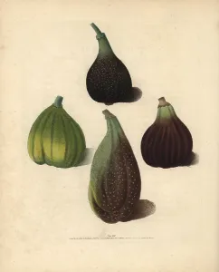 Britannica: Fig varieties, Ficus carica