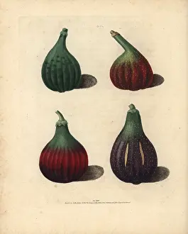 Britannica: Fig varieties, Ficus carica