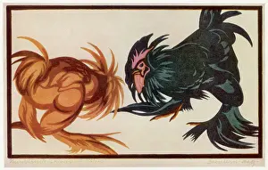 Cocks: FIGHTING COCKS
