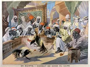 Cockfight: FIGHTING COCKS EGYPT