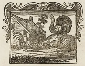 Cocks: Fighting Cocks - Turkey