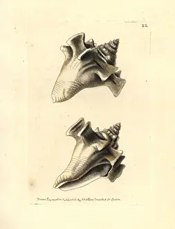 Conch: Fighting conch, Strombus pugilis