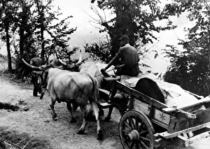 Oxcart: Fighting in Italy, 1944
