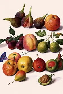 Figs: Figs, Apples, Walnuts