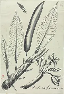 Sloane: Figure from Descriptiones Fruticum et Arborum Luzonis
