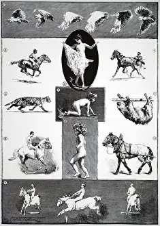 Conversazione: Some of the figures which Eadweard Muybridge showed
