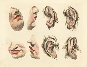 Old Master: Figures of noses, chins, mouths, lips and ears