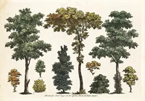 Robert Sayer: Figures of trees, bushes, foliage from an art tutorial book