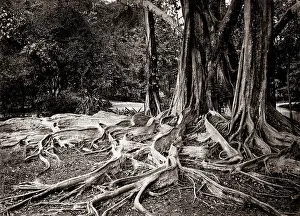 Elastica: Figus Elastica, india rubber tree, Ceylon, c.1880's