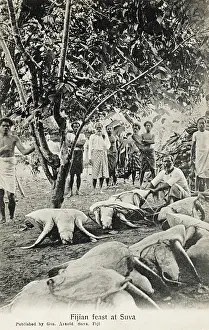 Flipped: Fijian Feast (Giant Turtles)