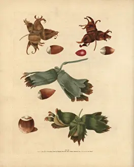 Corylus: Filbert varieties, Corylus avellana