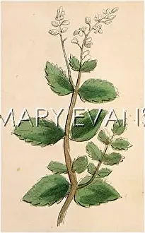 Meadowsweet: FILIPENDULA ULNARIA