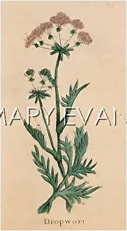 Filipendula: FILIPENDULA VULGARIS