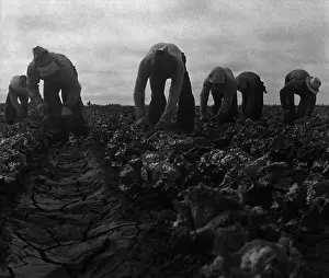 Salinas: Filipinos farm workers cutting lettuce in ?