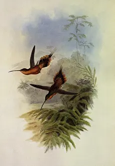 Hermit: De Filippi's Hermit, PhaEothornis Philippi