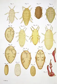 Hemiptera: Filossera della vite
