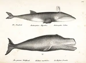 Balaena: Fin whale (endangered) and bowhead whale