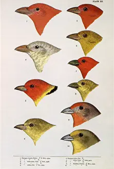 Finches: Finch Heads
