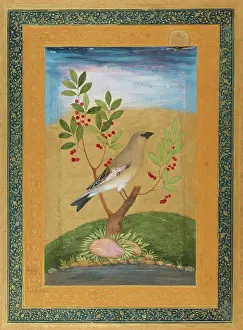 Mughal: A Finch Perched on a Tree Stump