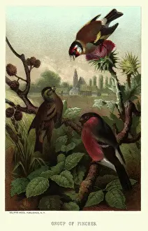 Puff: Three Finches