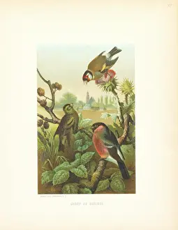 Finches: Finches - birds - nature - landscape - nobody