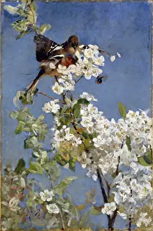 Finches: Finches in a Blossom Tree