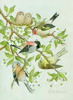 Finches: Finches with young on blossom branch